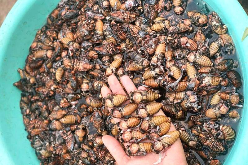 Ve sữa có hai loại bắt ở vườn cây ăn quả có màu xanh nhạt và bắt ở vườn cà phê có màu nâu đỏ. Ảnh: Trường Sơn