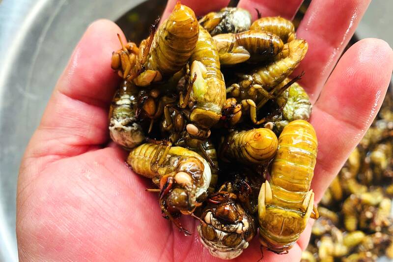 Ve sữa được bày bán nhiều ở chợ Nà Sy, xã Mai Sơn, tỉnh Sơn La từ giữa tháng 4. Ảnh: Trường Sơn