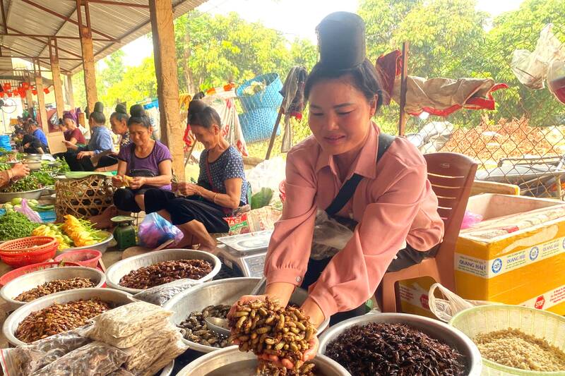 Milk ticks in season - short-term specialties, high prices still attract customers in Son La. Photo: Truong Son