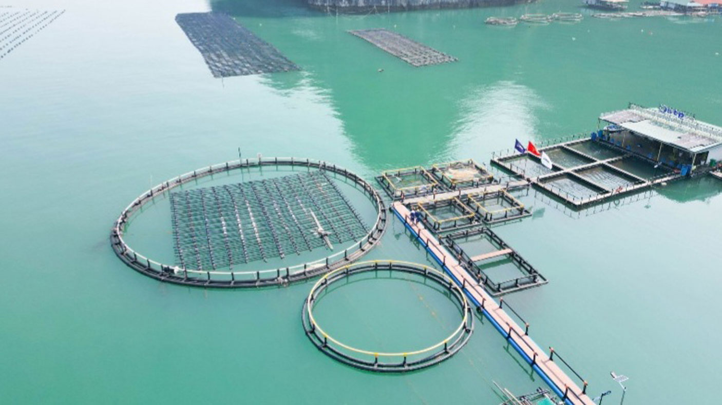 해양 양식 대상을 선택할 때는 환경 잠재력과 수출 수요 간의 신중한 계산이 필요합니다.