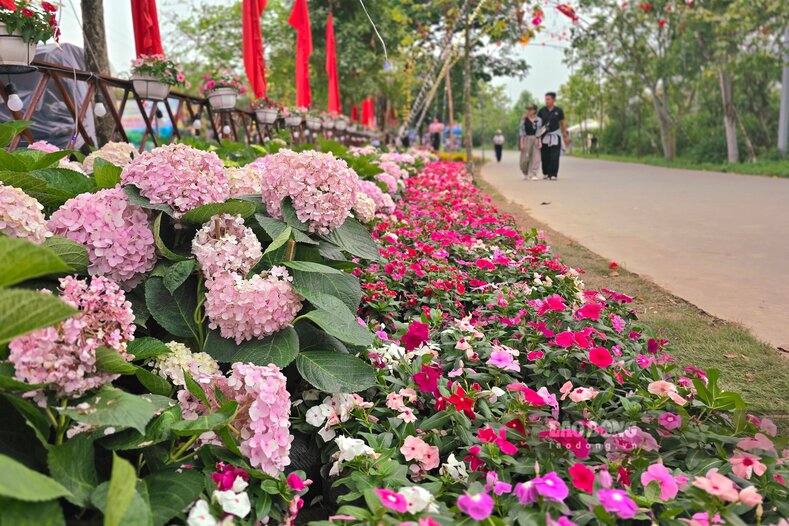 Trại văn hóa cụm số 5 phủ đầy hoa tươi. Ảnh: Tô Công