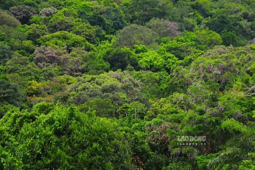 Cool persimmon flowers bloom brightly purple along the road to Ban Co Peak, Son Tra peninsula. Photo: Thanh Huyen