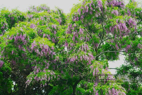 Giữa tháng 4 là thời điểm đẹp nhất để ngắm mùa hoa thàn mát tại Sơn Trà. Ảnh: Thanh Huyền