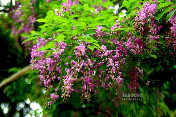 Giữa rừng nguyên sinh Sơn Trà, hoa thàn mát nổi bật với sắc tím dịu dàng. Ảnh: Thanh Huyền