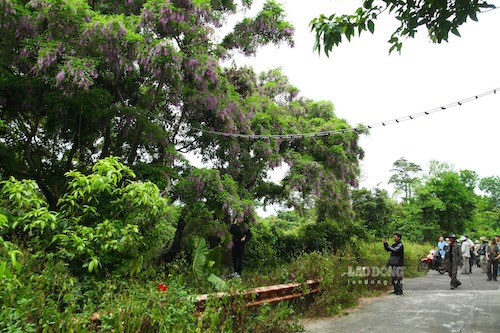 Nhiều du khách tìm đến Sơn Trà để chiêm ngưỡng mùa hoa đặc trưng tháng 4. Ảnh: Thanh Huyền