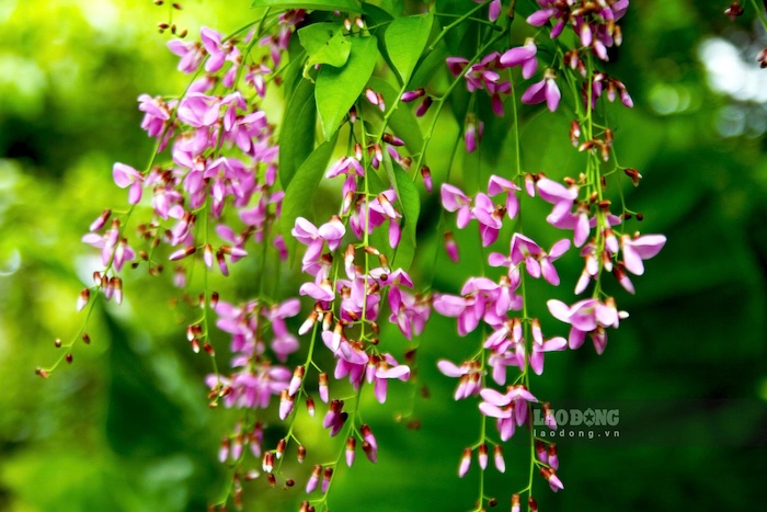 Chùm hoa thàn mát nở rộ sắc tím trên những tán cây cao từ 4-5m, có cây cao 10m. Ảnh: Thanh Huyền