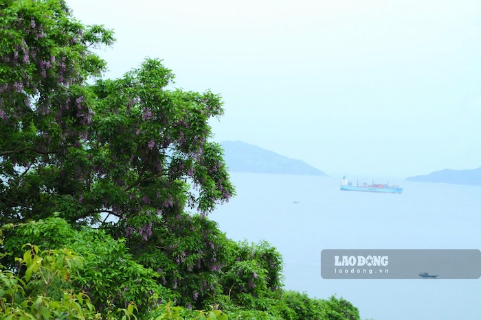Mùa hoa thàn mát tạo nên vẻ đẹp riêng có cho bán đảo Sơn Trà, Đà Nẵng. Ảnh: Thanh Huyền