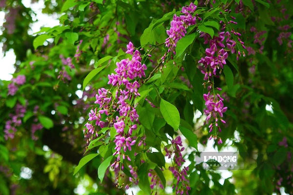 Hoa thàn mát không chỉ đẹp mà còn là nguồn thức ăn của voọc chà vá chân nâu. Ảnh: Thanh Huyền