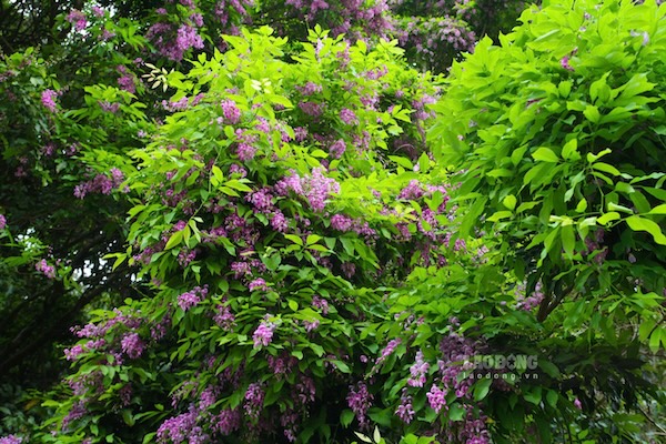 Những tán hoa thàn mát như nhuộm sắc tím trên đoạn đường dẫn lên Đỉnh Bàn Cờ. Ảnh: Thanh Huyền