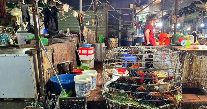Hà Nội chấm dứt hoạt động lò mổ nhỏ lẻ trước tháng 6/2026