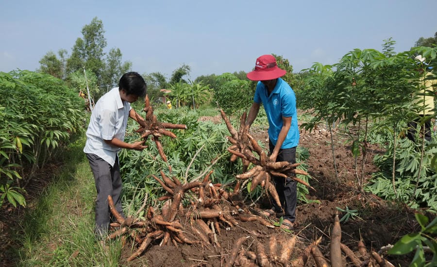 The advantage of a large-scale cassava raw material area is expected to help Tay Ninh gradually participate more deeply in the ethanol supply chain serving E10 gasoline. Photo: Tran Trung