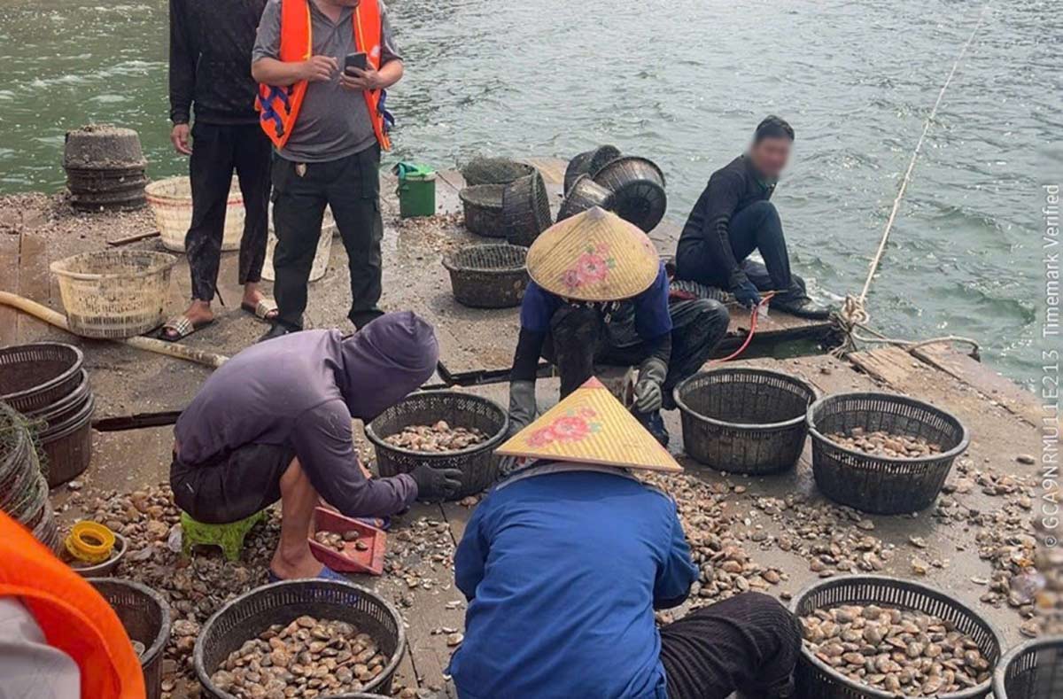 Functional agencies handle cases of illegal clam farming and exploitation in Ha Long Bay. Photo: Quang Ninh
