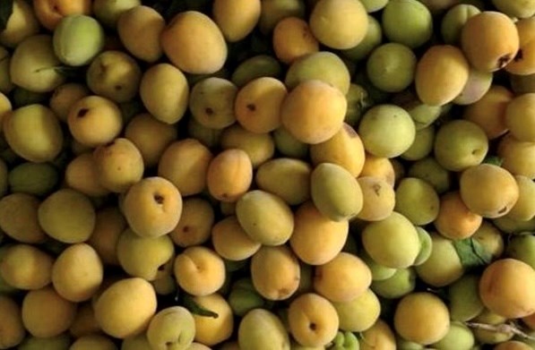Apricot has a mild sour taste that helps nourish the liver. Photo: Kieu Vu.