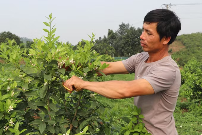 팜반뚜언 씨 가족은 뚜옌꽝성 선즈엉사 떤틴 마을에서 사계절 레몬 재배로 전환하여 안정적인 수입원을 확보한 최초의 가구 중 하나입니다. 사진: 호앙하이/TTXVN