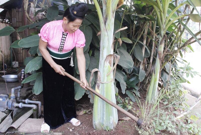 Nguon banana (lonely banana) is the ingredient for the special nguon soup of the Thai people in Yen Chau area, Son La province. Photo: Truong Son