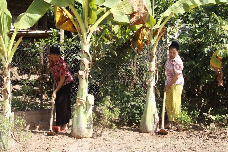 Chuối nguôn (chuối cô đơn) trước mọc tự nhiên trong rừng, sau được người Thái Yên Châu (Sơn La) mang về trồng tại vườn, nương để tiện sử dụng. Ảnh: Trường Sơn