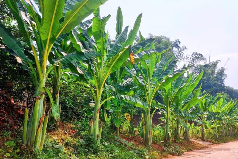 Từ cây chuối rừng mọc đơn lẻ, chuối nguôn trở thành nguyên liệu nấu canh cuổi nguôn, gắn bó với đời sống người Thái đen Yên Châu. Ảnh: Trung Hải