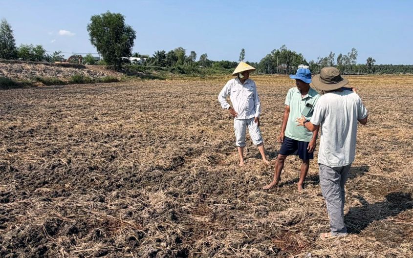 Nhóm chuyên gia cùng chủ ruộng kiểm tra hiện trạng sau 1 tuần phân hủy rơm rạ bằng vi sinh kết hợp enzyme. Ảnh: Bùi Minh Nguyệt.