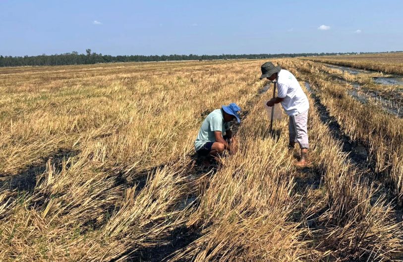 Đám ruộng xử lý bằng phương pháp đốt đồng, sau một tuần, phần gốc rạ gần như còn lại hoàn toàn. Ảnh: Trần Triết