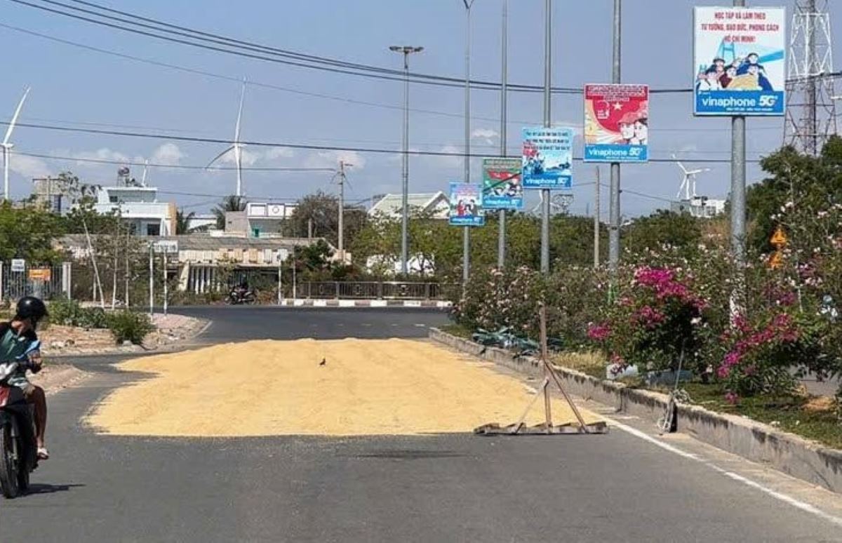 Việc phơi lúa trên đường khiến diện tích phần đường lưu thông bị thu hẹp. Ảnh: Phạm Duy 
