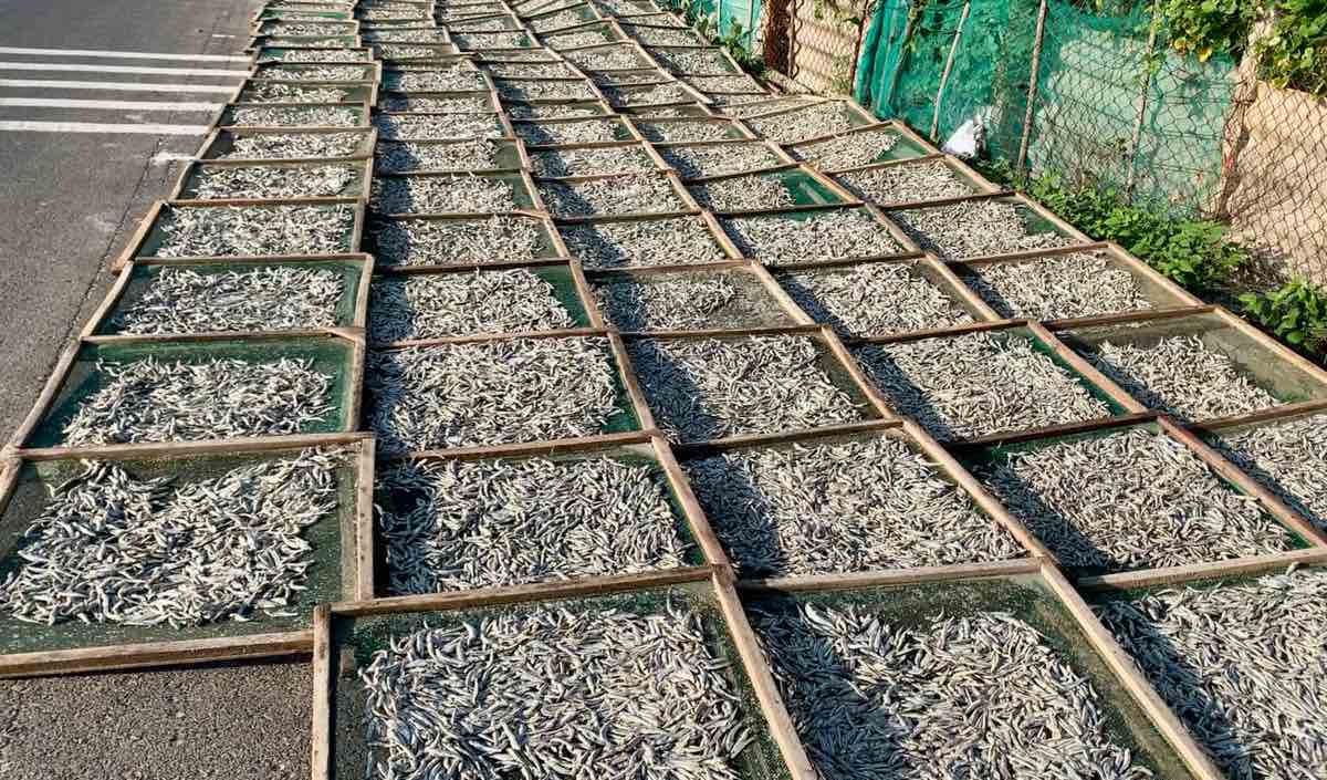 Phơi cá cơm trên đường ở Mũi Né. Ảnh: Duy Tuấn 