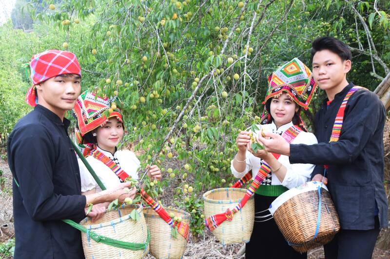 Ngày hội hái mơ tại bản Tòng Xét, phường Chiềng An, tỉnh Sơn La. Ảnh: Trường Sơn