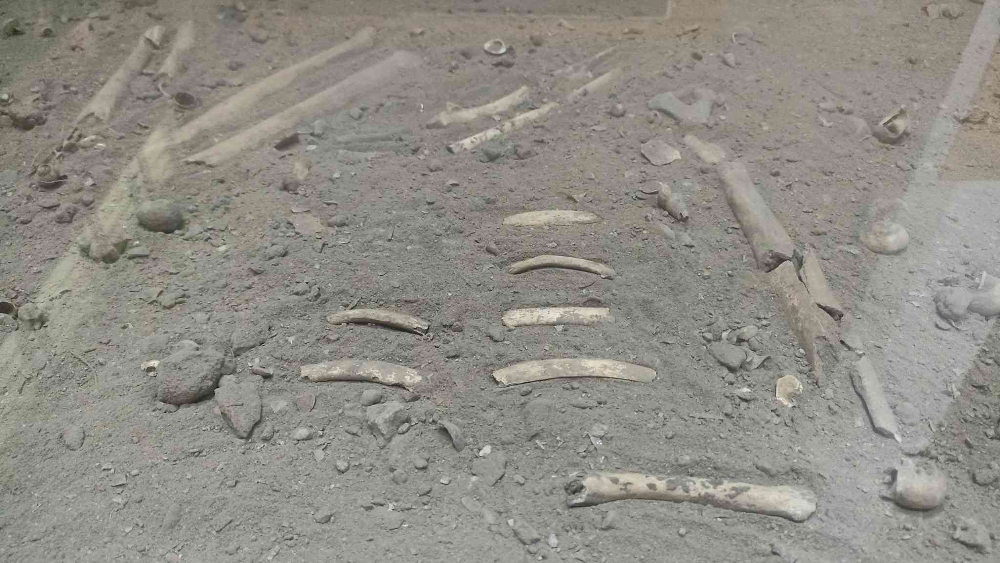 Bộ hài cốt người tiền sử đang được bảo quản, trưng bày tại Bảo tàng Cúc Phương. Ảnh: Diệu Anh