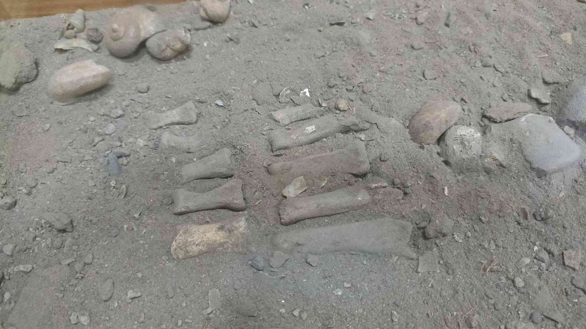 Các bộ phận như phần xương hộp sọ, xương sườn, ống tay, ống chân... hầu như còn nguyên vẹn. Ảnh: Diệu Anh