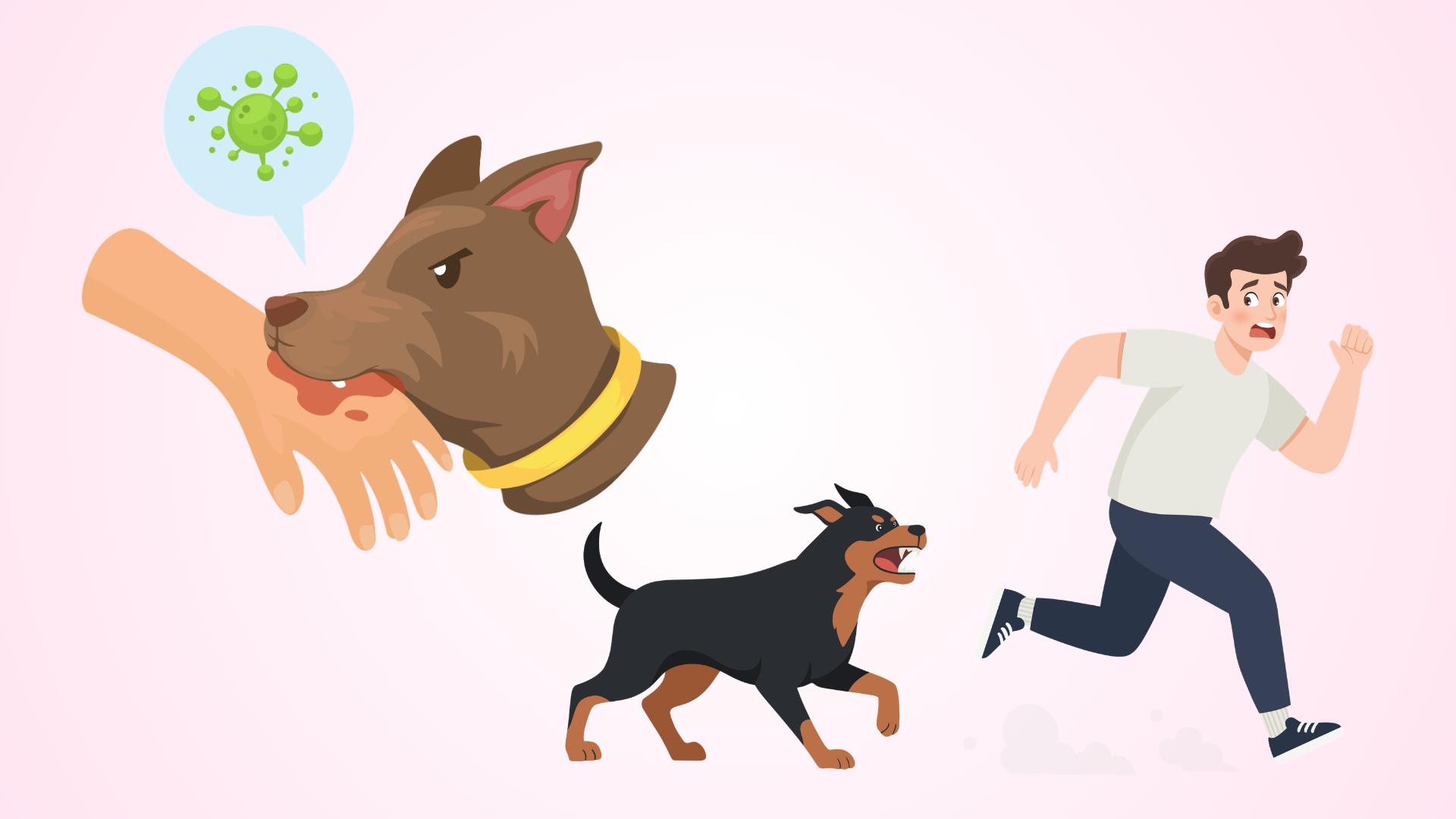 3 routes of rabies virus transmission from animals to humans.