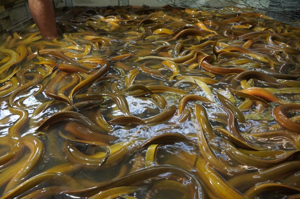 Qua rà soát thực tế từ các xã, phường, đến nay ghi nhận tồn khoảng 1.601,9 tấn lươn. Ảnh: Tạ Quang