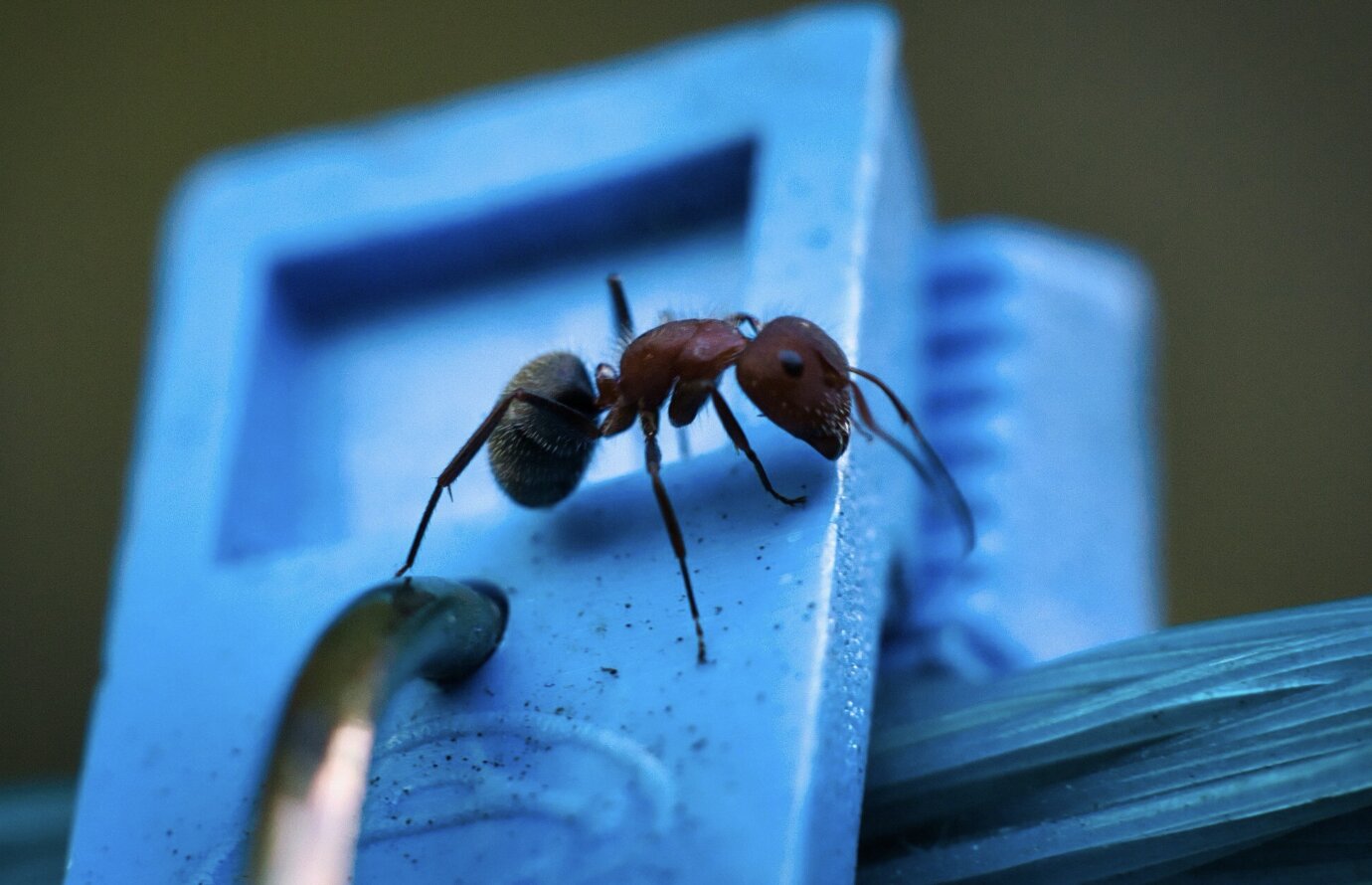 Ants appearing in the garage not only cause trouble but also pose a potential risk of unsanitary conditions. Photo: Thuy Duong