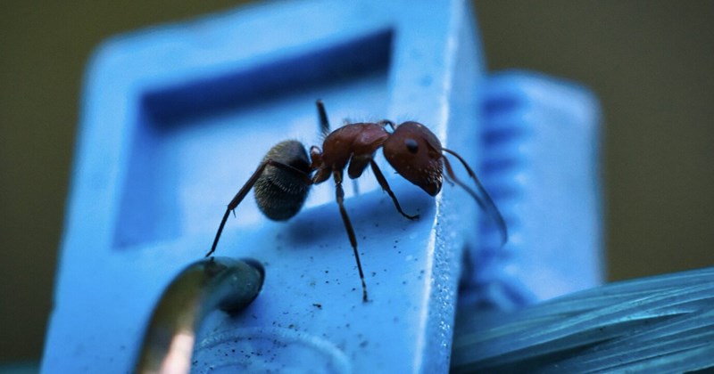 Cách diệt kiến hiệu quả trong nhà để xe, ngăn tái phát
