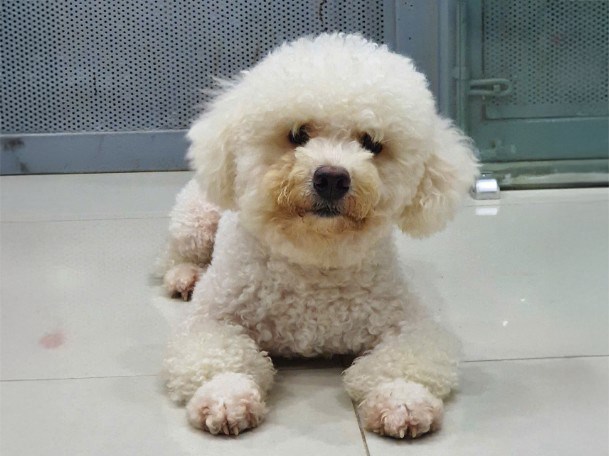 Protecting pets when killing insects requires safe solutions. Photo: Lan Chi