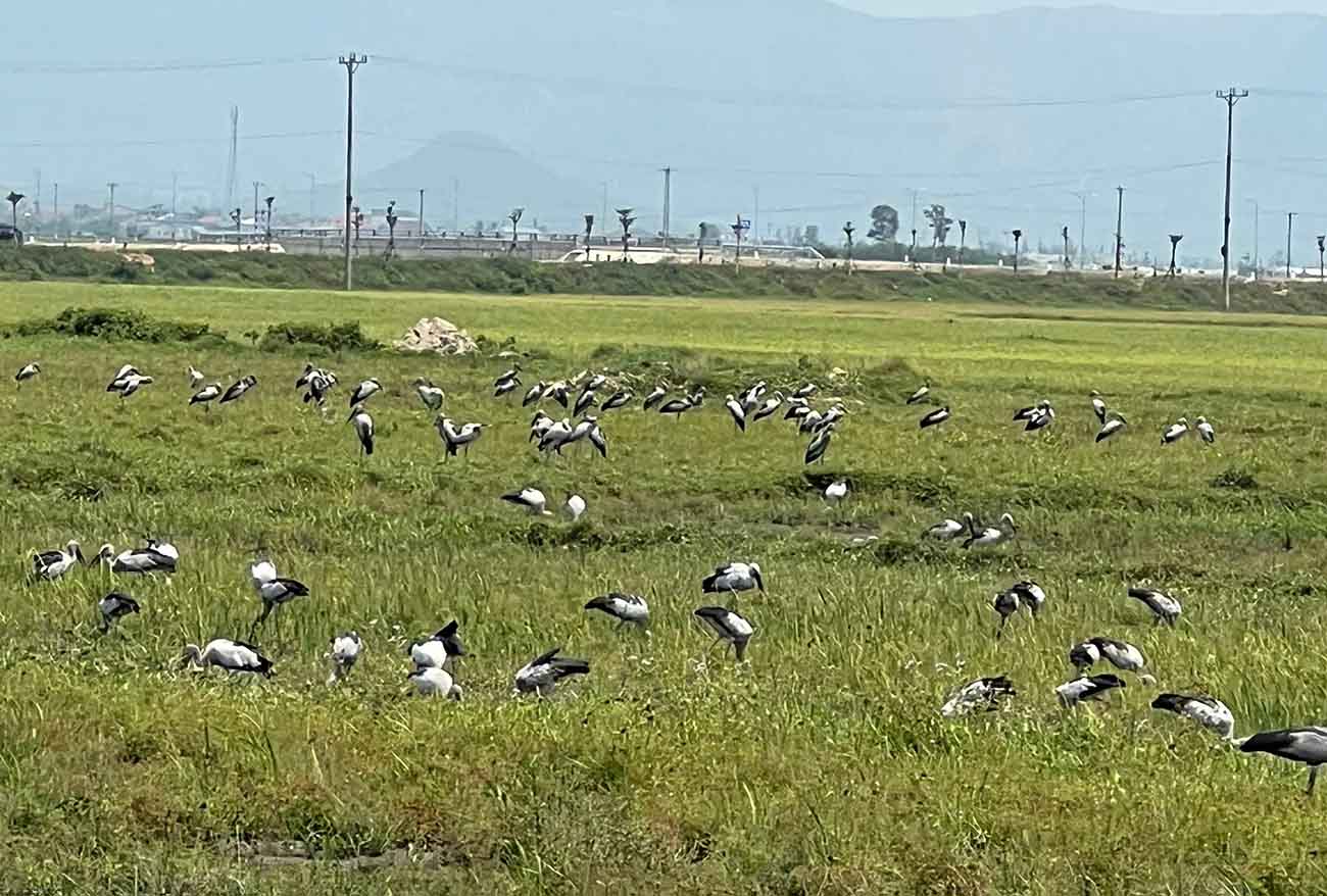 A herd of rare storks appeared in a field in Song Tri ward, Ha Tinh province. Photo: Duc Tuan