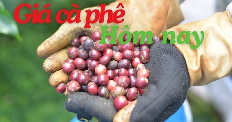 Giá cà phê 23/4: Tiếp tục tăng mạnh, lập đỉnh lịch sử