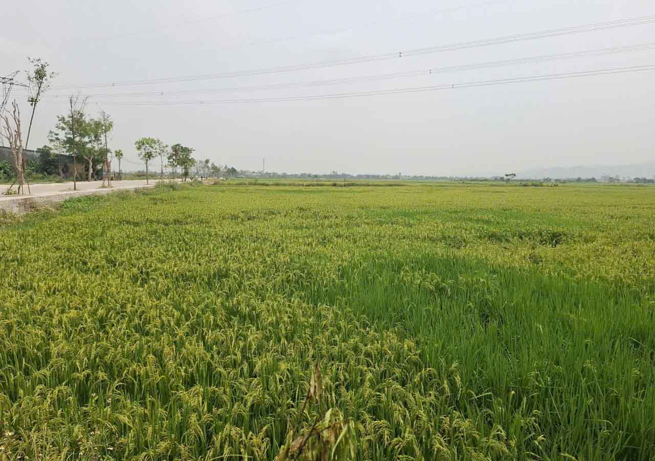 Tại Hà Tĩnh khoảng một tuần nữa mới vào vụ thu hoạch lúa. Ảnh: Trần Tuấn