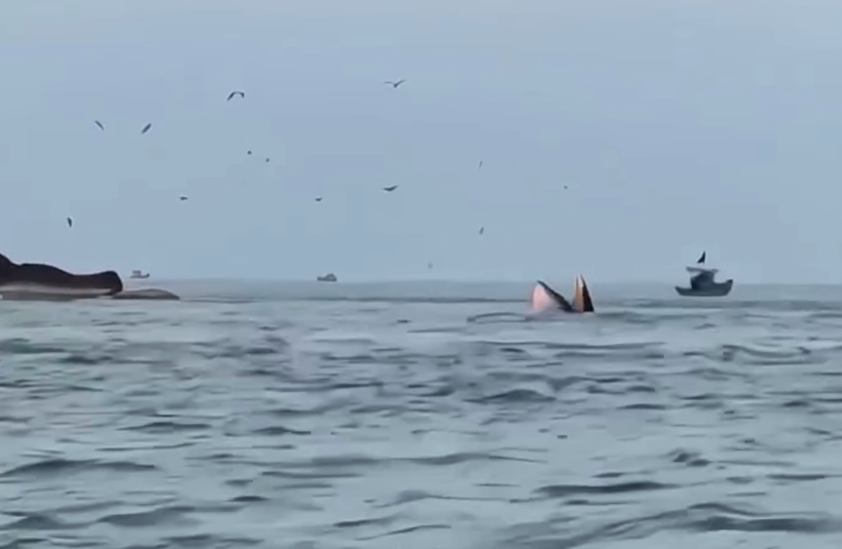 Cá voi há miệng săn mồi trên biển Mũi Né. Ảnh: Xuân Tường