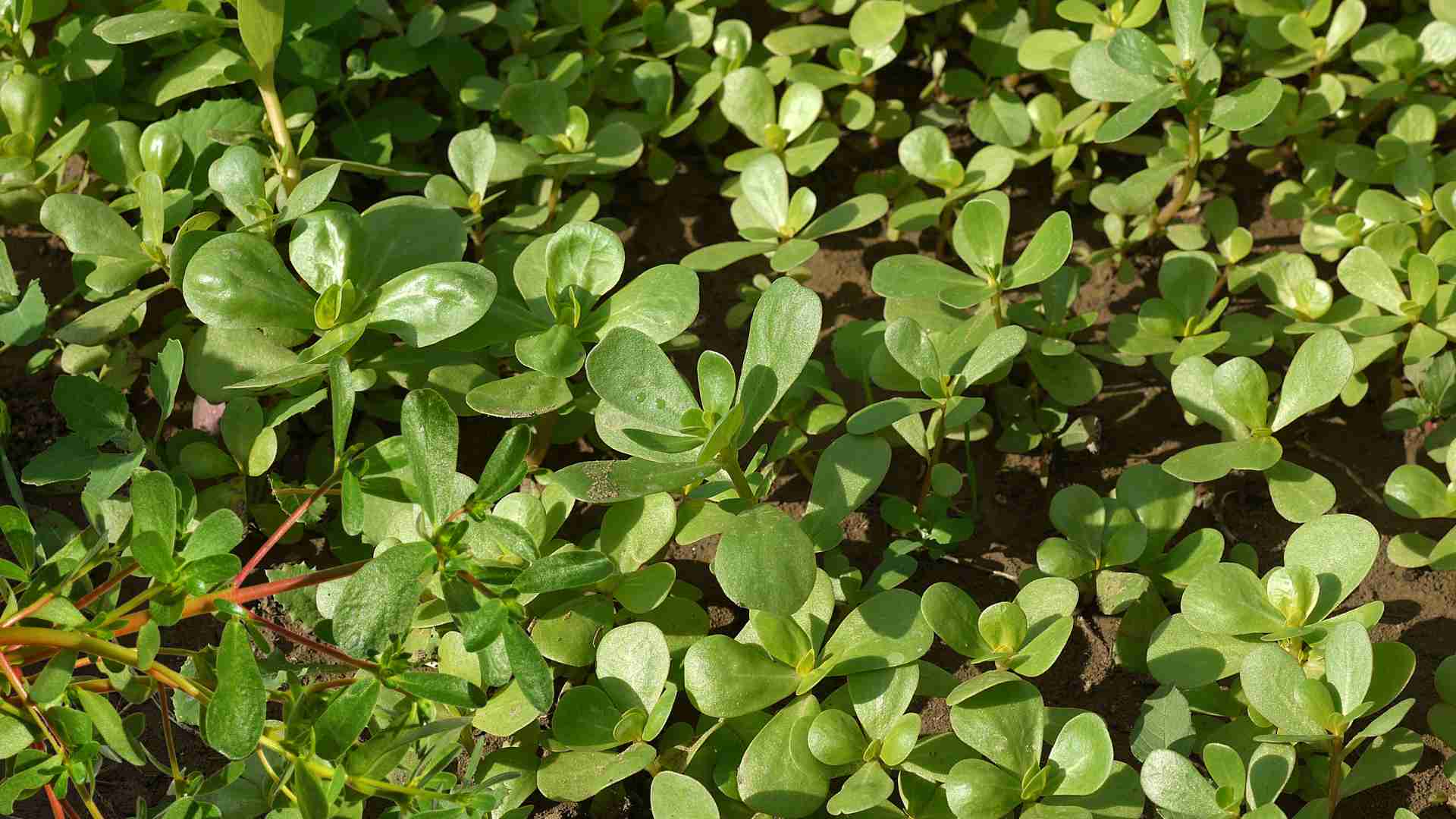Purslane is a familiar wild plant in gardens and roadsides, containing antioxidants that help support kidney stones removal. Graphic photo: Huong Son