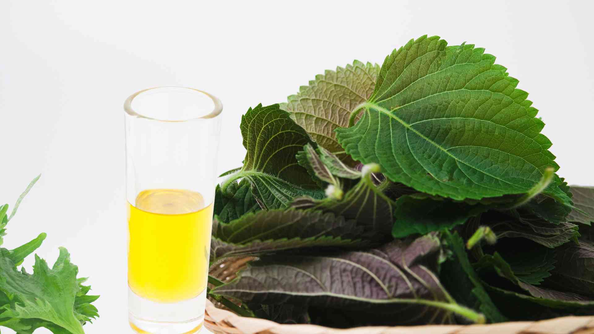 L'eau de feuilles de périlla à boire le matin pour favoriser la détoxification du corps. Photo graphique: Hương Sơn