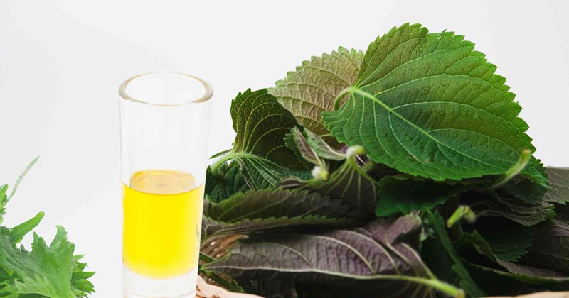 Khởi đầu ngày mới với nước lá tía tô: Thói quen nhỏ, lợi ích lớn