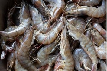 Delicious and nutritious shrimp but need to be careful when eating