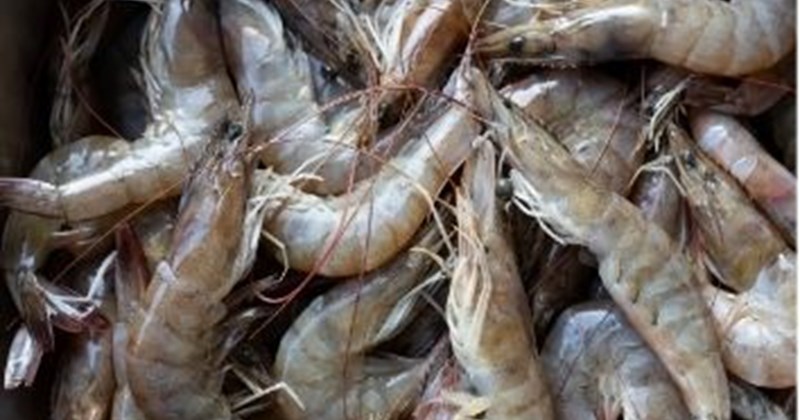 Tôm ngon, bổ dưỡng, song cần cẩn trọng khi ăn