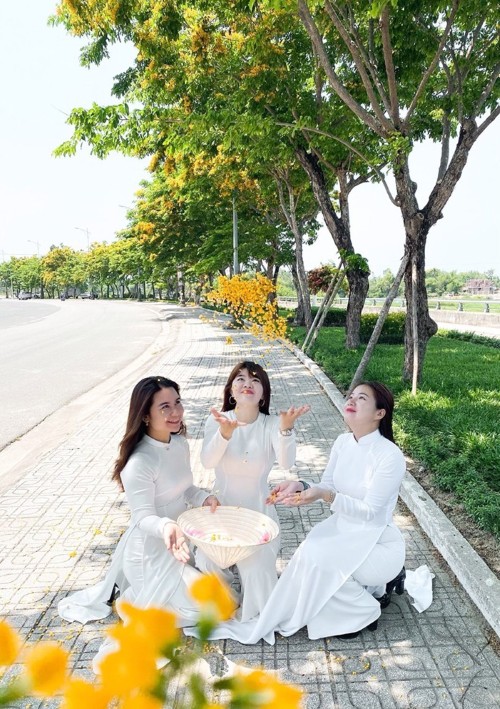 Hoa sưa “dát vàng” khắp ngõ phố Tam Kỳ, Hương Trà trong mùa lễ hội. Ảnh: Thiên Võ - Anh Đức