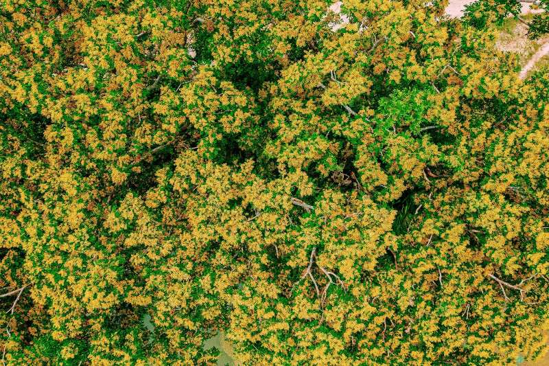 Hoa sưa nở rộ khoe sắc bên dòng sông Tam Kỳ thơ mộng trong mùa lễ hội. Ảnh: Hoàng Bin