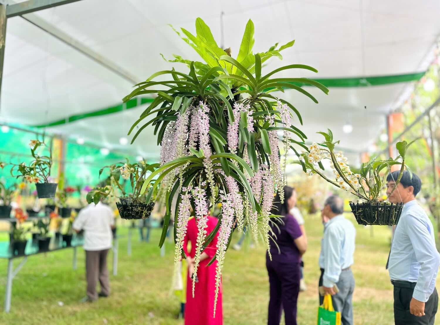 Các chậu hoa lan khoe sắc tại chương trình. Ảnh: Thanh Thiên.