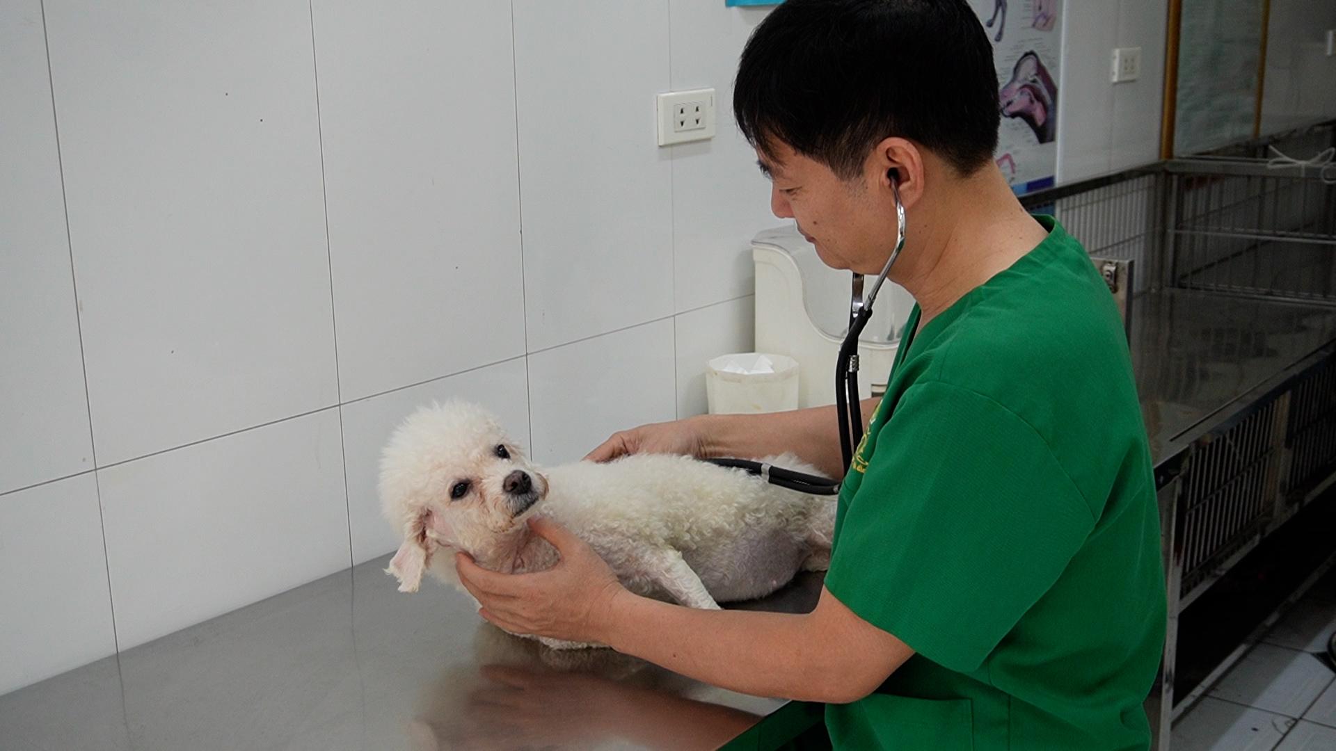 People proactively vaccinate pets against the risk of increased rabies.