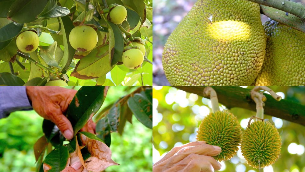 Extreme heat, complex saltwater intrusion, note how to protect fruit trees in the Mekong Delta