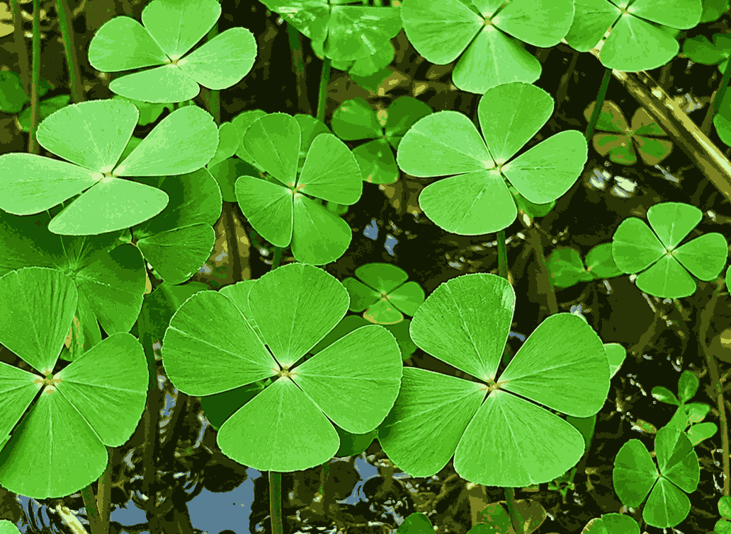 Water mimosa helps cool down, diuretic and supports kidney function. Graphic photo: Quang Minh.