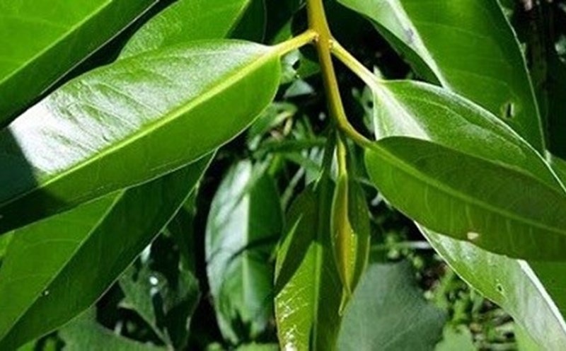 Drinking water from vối leaves can help reduce blood fat effectively at home. Photo: Nhu Ha