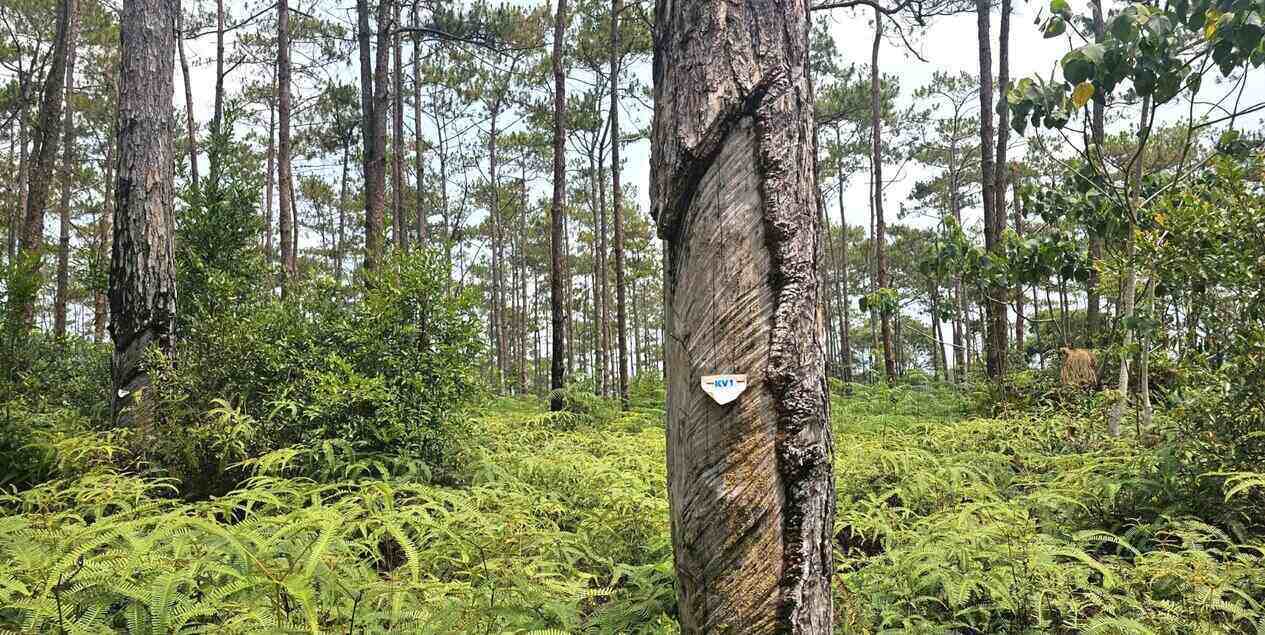 The converted forest area is all production planted forest, belonging to sub-zones 487 and 488, Mang Den commune, Quang Ngai province. Photo: Ngoc Duc
